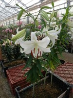 [4239 Casa Blanca VOF TYS No01.JPG]